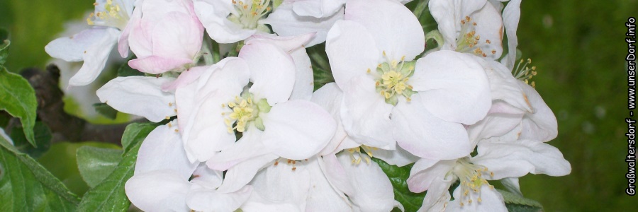 Großwaltersdorf im Erzgebirge