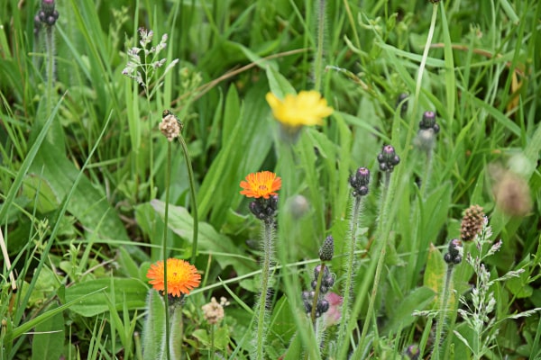 Blumen in Nahaufnahme