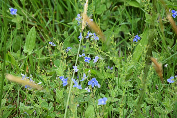 Blumen in Nahaufnahme