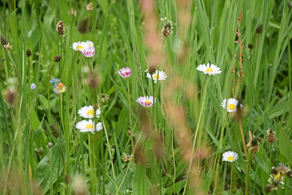 Blumen in Nahaufnahme