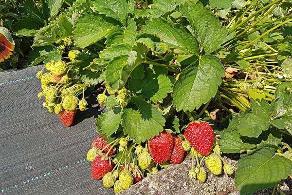 Eine leckere Erdbeere.