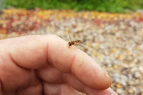 Zutrauliche Fliege auf einer Hand