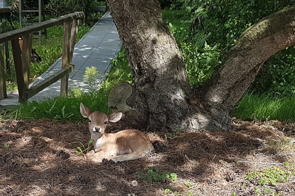 Kleines Rehkitz im Garten